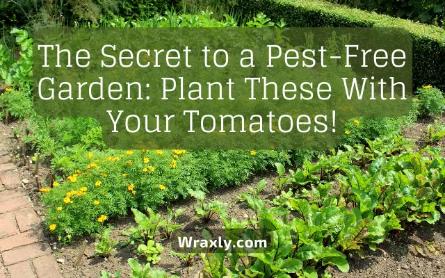 The secret to a pest-free garden: Plant these with your tomatoes!