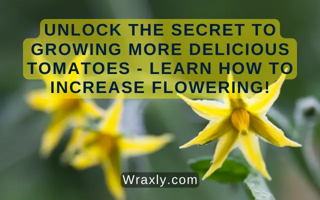 Unlock the Secret to Growing More Delicious Tomatoes - Learn How to Increase Flowering!