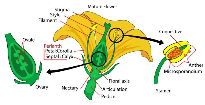 Anatomy of a flower