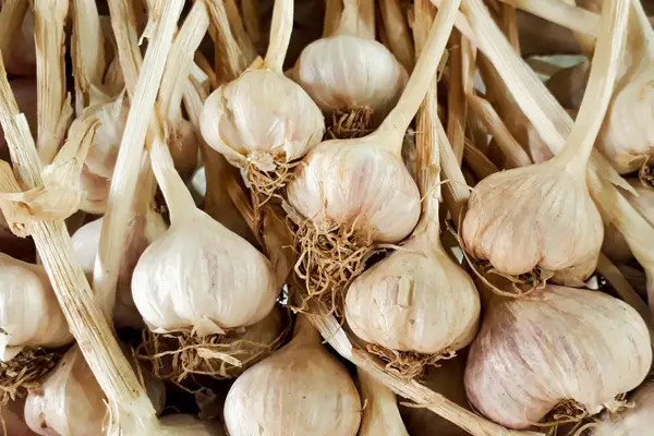 A gaggle of garlic