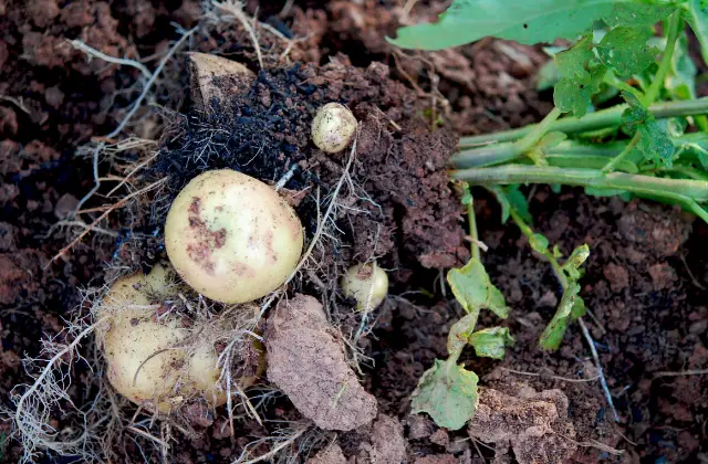 Récolte de pommes de terre au sol