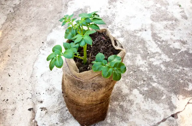 Planta crescendo em saco de aniagem