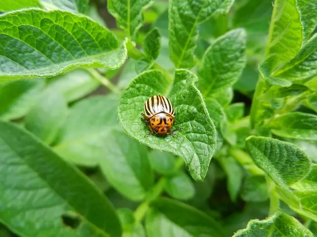 Potato beetle on a green leaf