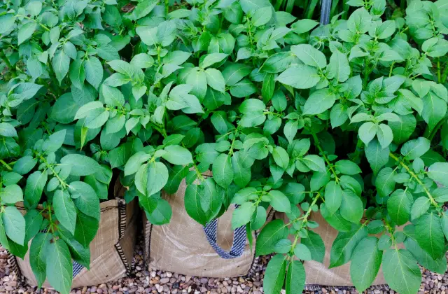 Cultivo de batatas em sacos de cultivo