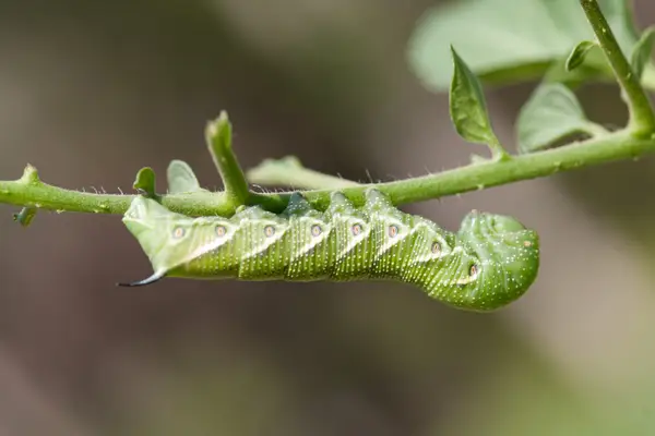 Tomato horn worm munching on a leaf