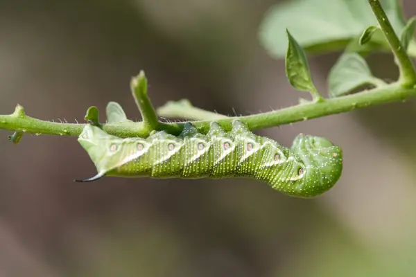 Tomatenhoornworm kauwend op een blad