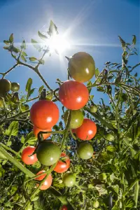 Planta de tomate bañada por el sol.