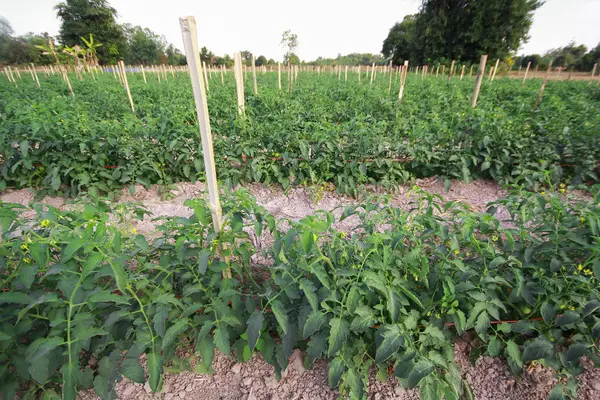 Laat bij het planten van rijen tomatenplanten 3-4 voet tussen de rijen