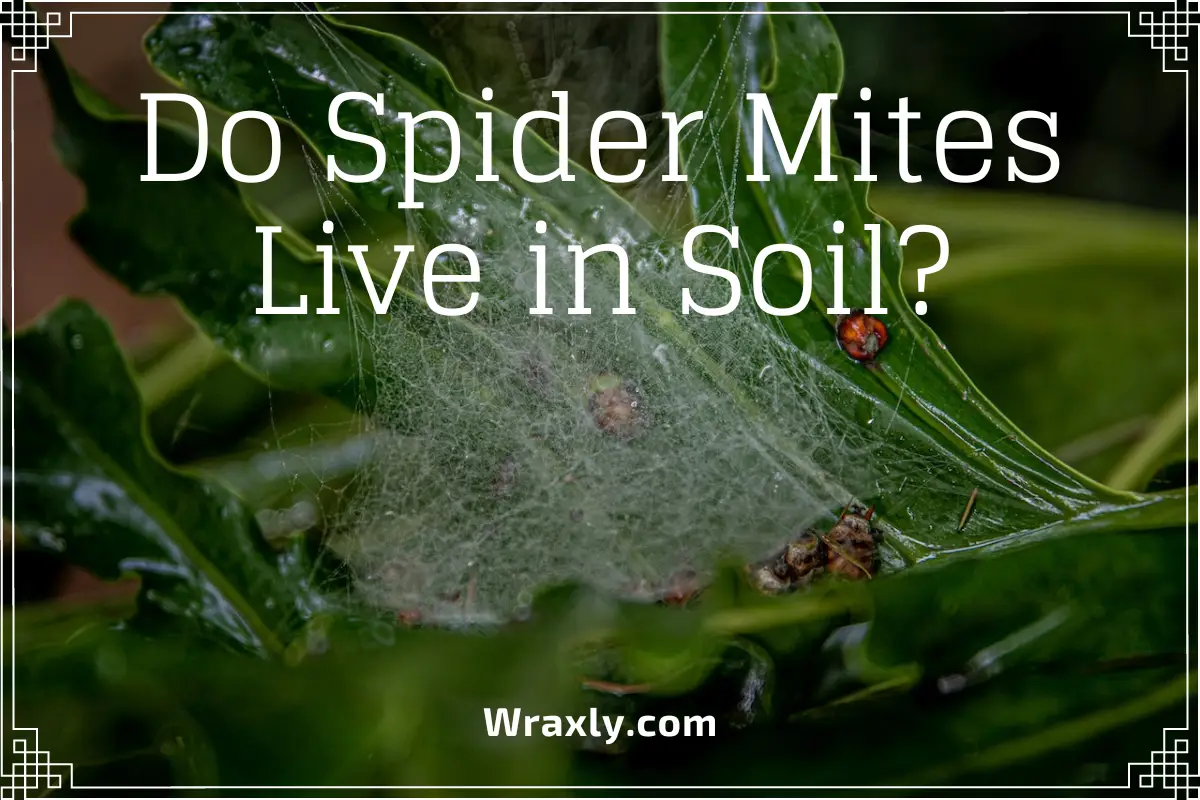 Do spider mites live in soil?