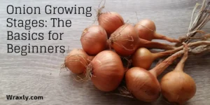 Onion Growing Stages The Basics for Beginners