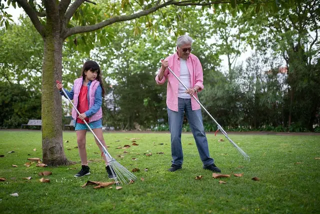 Une fille ratissant des feuilles séchées avec son grand-père