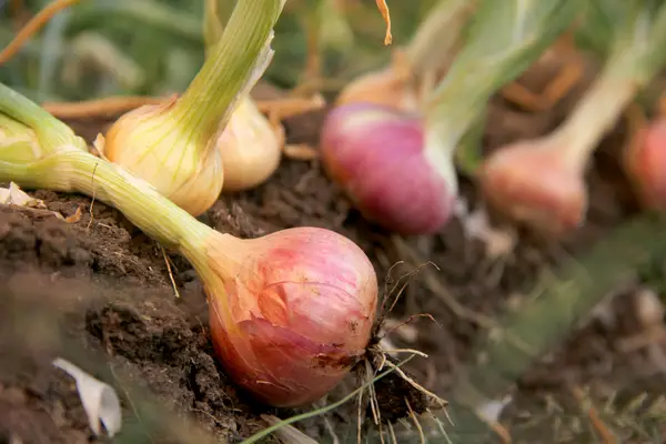 bulbos de cebolla que se desarrollan muy bien