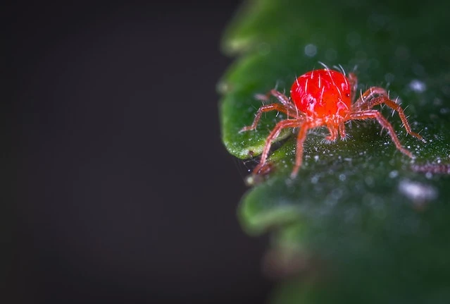 Foto de primer plano de una araña roja