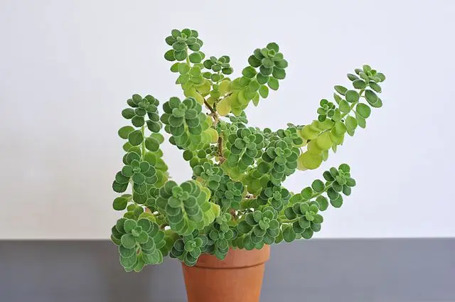 Cuban oregano growing in a pot