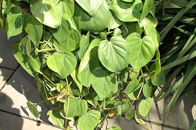 Philodendron lemon-lime (Philodendron hederaceum)