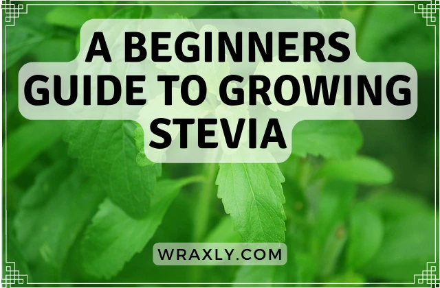 A beginners guide to growing stevia