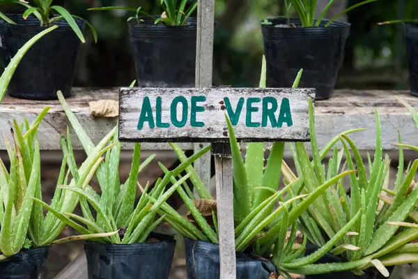 Ale Vera plants