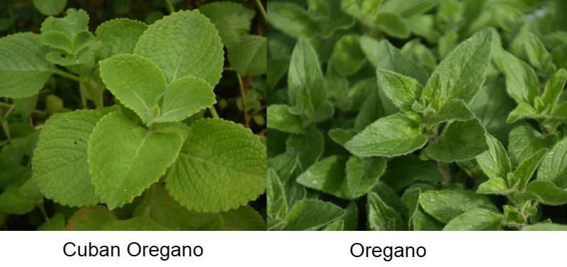 Visueller Vergleich zwischen kubanischem Oregano und Oregano