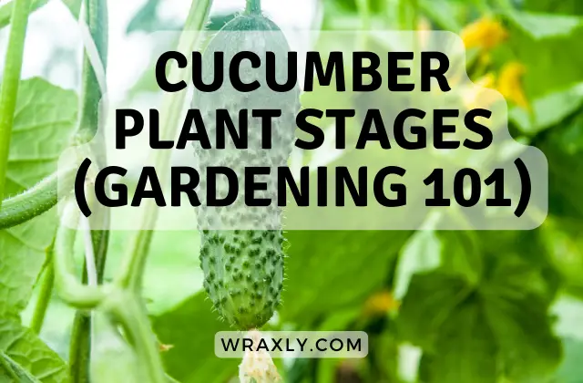 Cucumber plant stages (gardening 101)