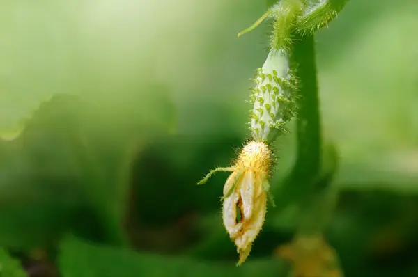 Fase di fioritura del cetriolo femmina