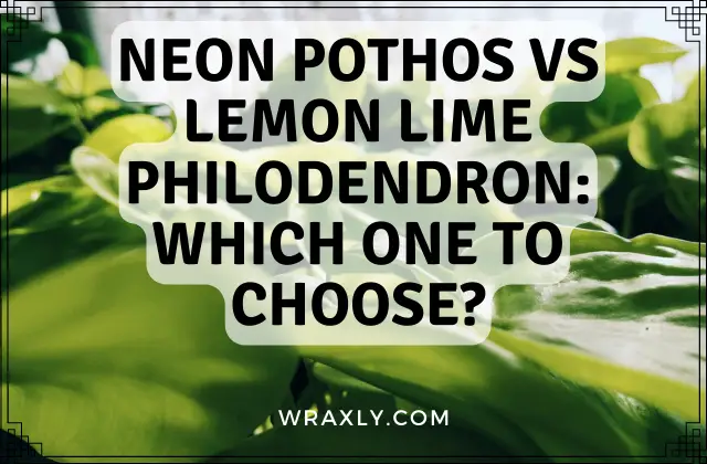 Neon Pothos vs Lemon Lime Philodendron: qual escolher?