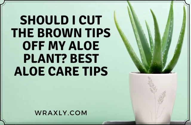 Should I cut the brown tips off my aloe plant? Best Aloe care tips