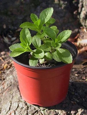 Una pianta in vaso di Stevia