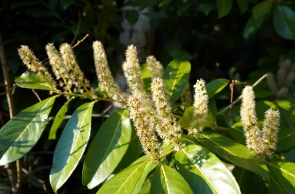 Flores de uma árvore de louro