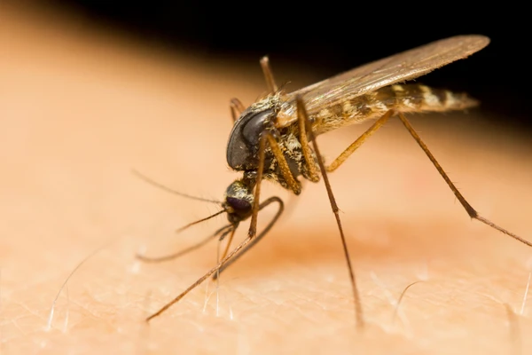 O orégano cubano é um potente repelente de mosquitos.