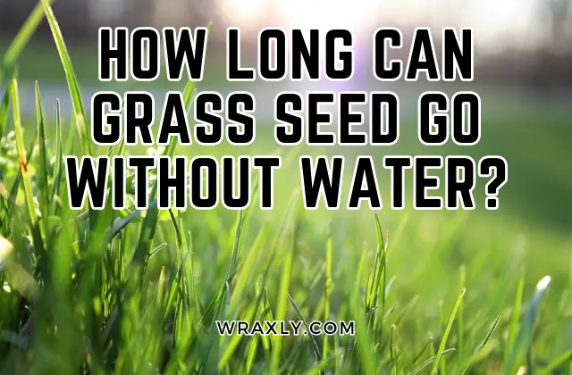 How long can grass seed go without water?