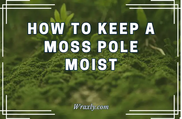 How to keep a moss pole moist