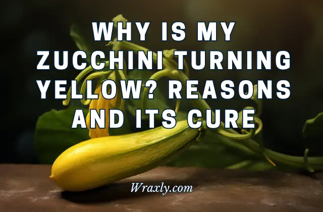 Why is my zucchini turning yellow?