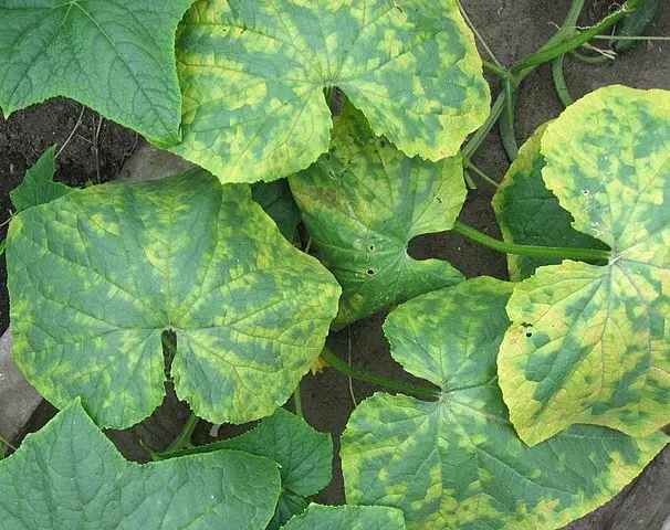 Cucumber mosaic virus