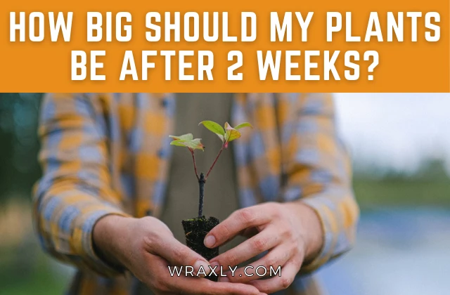 2 सप्ताह के बाद मेरे पौधे कितने बड़े होने चाहिए?