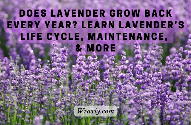 Does lavender grow back every year?
