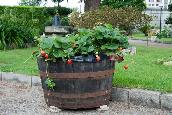 O cultivo de morangos em recipientes permite que seus frutos fiquem pendurados nas bordas sem tocar o solo.