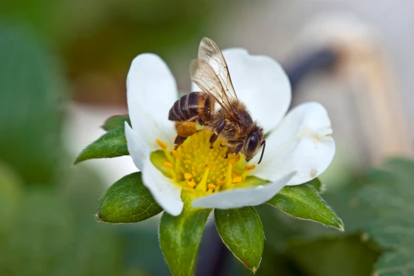 Pollination is important to ensure a good berry yield
