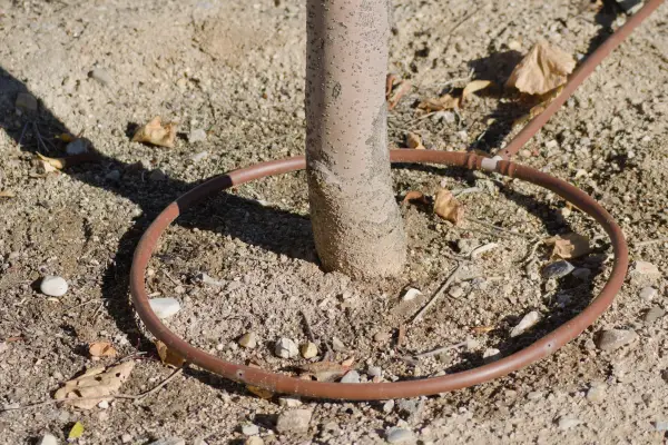 placement du tuyau suintant autour de l'arbre