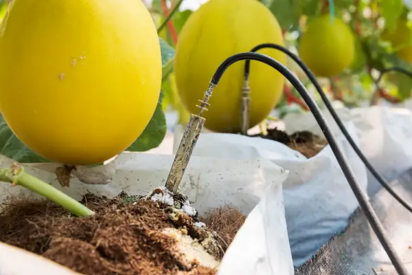 riego por goteo instalado en sacos de cultivo