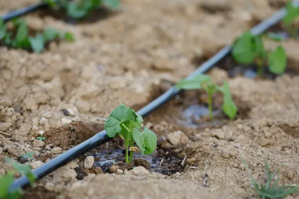 sistema de irrigação por gotejamento usado para mudas