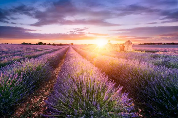 Pôr do sol em um campo de lavanda