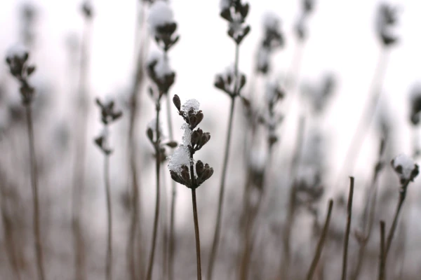 Lavendel in de winter