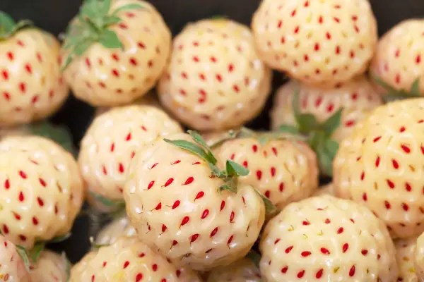 Os pineberries se destacam pela casca branca e cremosa com sementes vermelhas aparecendo