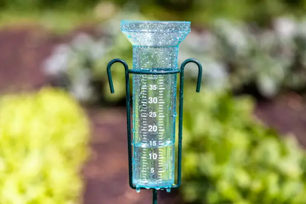 A rain gauge in a vegetable garden will help you determine how long to run a soaker hose