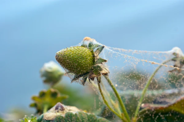 Pests can harm your strawberry yield