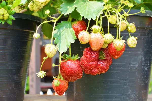 Una sola planta puede producir entre 150 y 400 gramos de fresas
