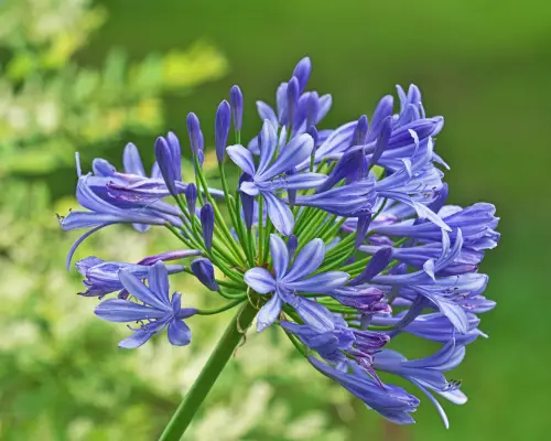 Agapanthus is a flower that start with A