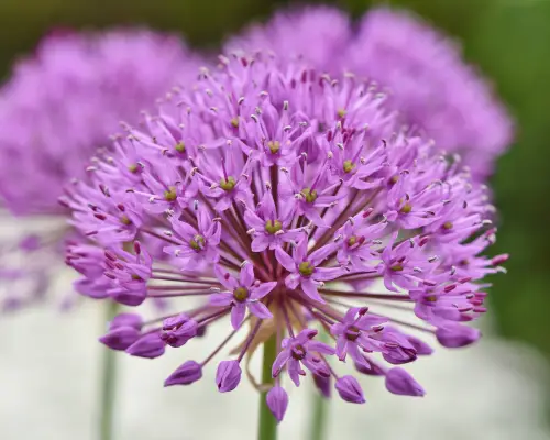 L'Allium è un fiore che inizia con A