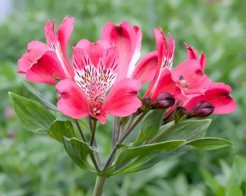 Alstroemeria ist eine Blume, die mit A beginnt