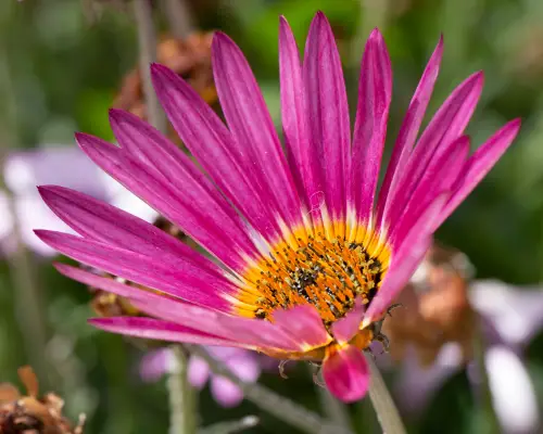 Arctotis (African Daisy) is a flower that start with A